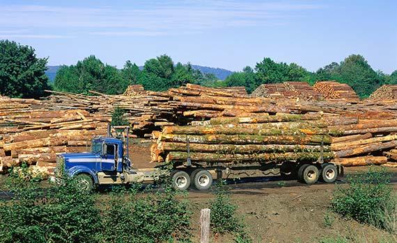 忻州木頭也能造電池？性能或超鋰電，無毒無害無污染